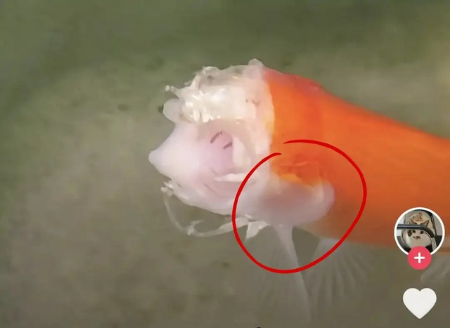 Cá vàng mất gần hết đầu vẫn sống hai tuần, hé lộ cơ chế sinh tồn đáng kinh ngạc của động vật nước ngọt- Ảnh 2. Cá vàng mất gần hết đầu vẫn sống hai tuần, hé lộ cơ chế sinh tồn đáng kinh ngạc của động vật nước ngọt- Ảnh 2.