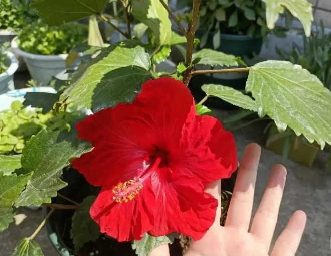 3 loại c&acirc;y được cho l&agrave; lọc kh&ocirc;ng kh&iacute; nhưng kh&ocirc;ng n&ecirc;n trồng trong nh&agrave;- Ảnh 3.