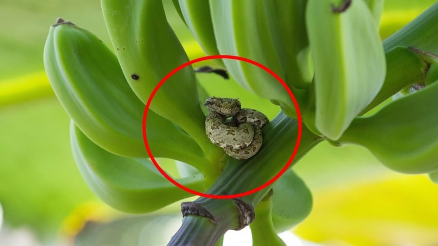 20 ảnh hiếm thời nhà Thanh: Bức hình duy nhất còn lại của Hoàng đế Quang Tự, phim ảnh đã lừa ta thế nào 6 4 cây dễ gọi rắn vào nhà