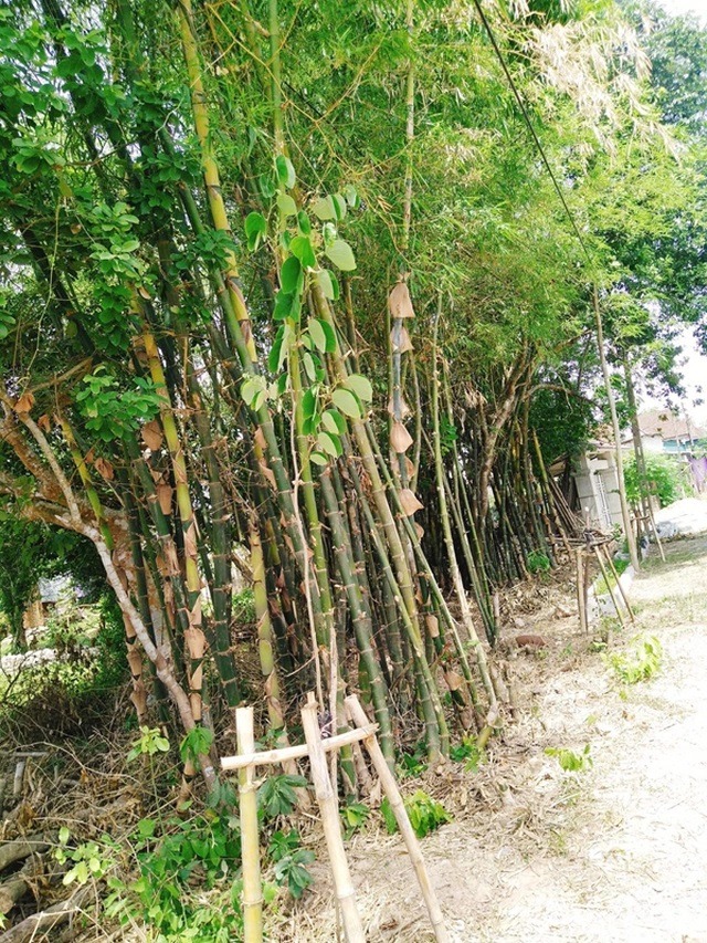 4 cây dễ gọi rắn vào nhà- Ảnh 2. 4 cây dễ gọi rắn vào nhà- Ảnh 2.