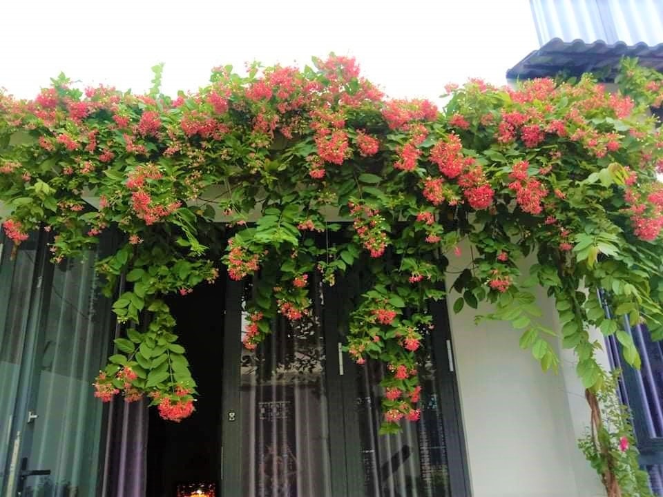 4 cây dễ gọi rắn vào nhà- Ảnh 3. 4 cây dễ gọi rắn vào nhà- Ảnh 3.