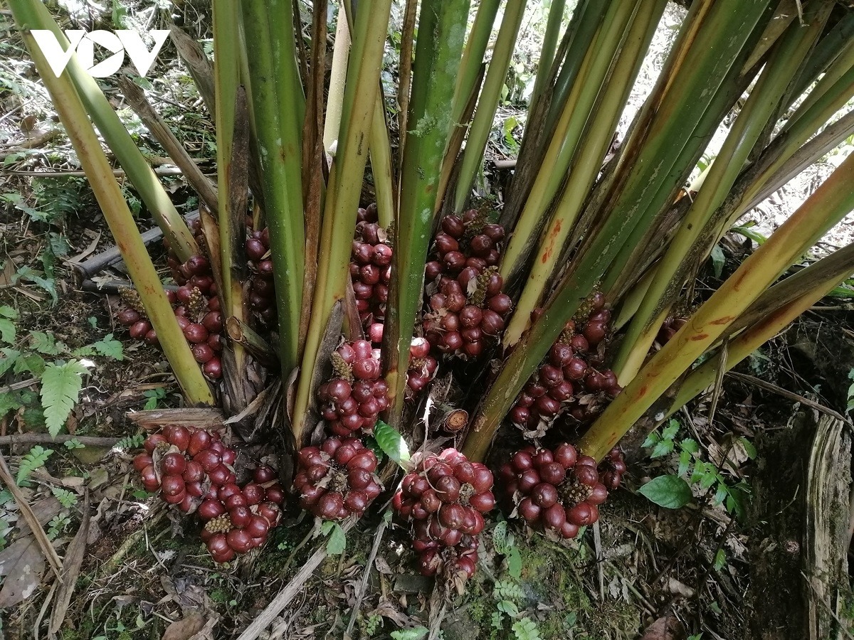 4 cây dễ gọi rắn vào nhà- Ảnh 4. 4 cây dễ gọi rắn vào nhà- Ảnh 4.