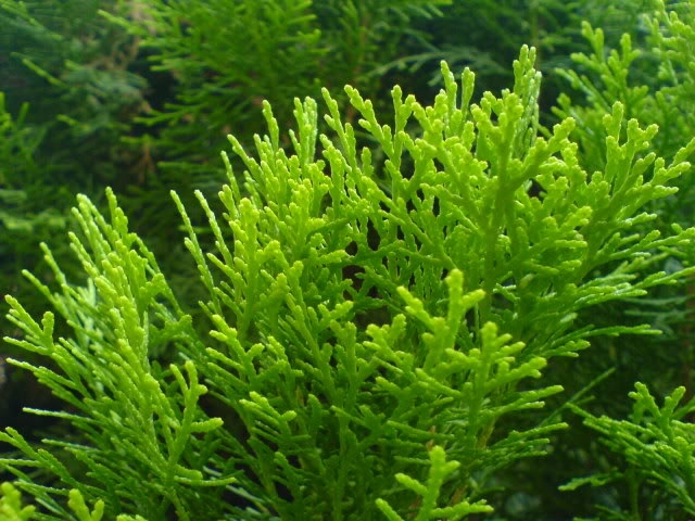 3 loại c&acirc;y được cho l&agrave; lọc kh&ocirc;ng kh&iacute; nhưng kh&ocirc;ng n&ecirc;n trồng trong nh&agrave;- Ảnh 2.