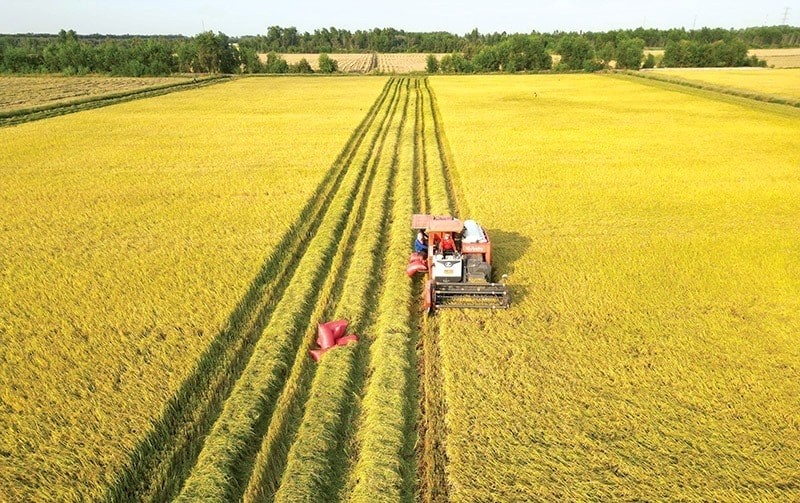 Ph&aacute;t minh của Trung Quốc l&agrave;m rung chuyển ng&agrave;nh n&ocirc;ng nghiệp: tạo giống l&uacute;a năng suất cao nhưng chi ph&iacute; thấp, đ&atilde; trồng gần 1 triệu ha- Ảnh 2.