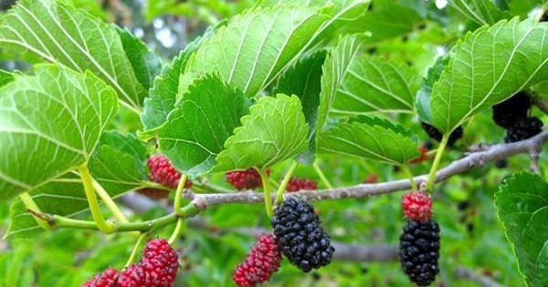 "Trong sân không trồng 3 cây, trong nhà không treo 3 vật" - Lời dặn của phong thuỷ sư, ở càng lâu càng thấy đúng- Ảnh 1. "Trong sân không trồng 3 cây, trong nhà không treo 3 vật" - Lời dặn của phong thuỷ sư, ở càng lâu càng thấy đúng- Ảnh 1.