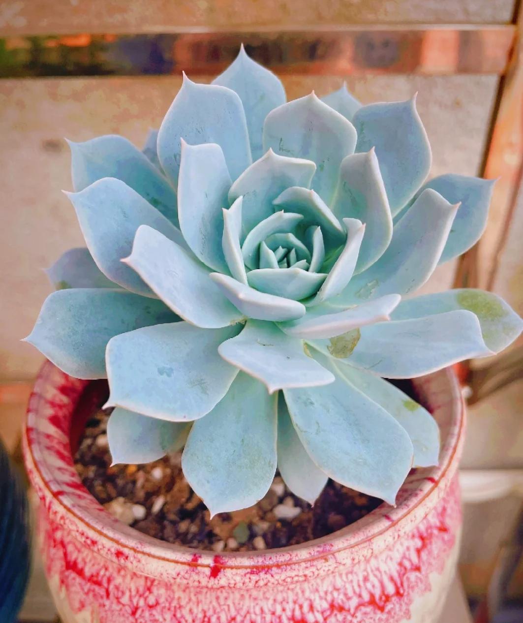 5 loại mọng nước đẹp thì đẹp thật… nhưng mang 5 loại mọng nước đẹp thì đẹp thật… nhưng mang