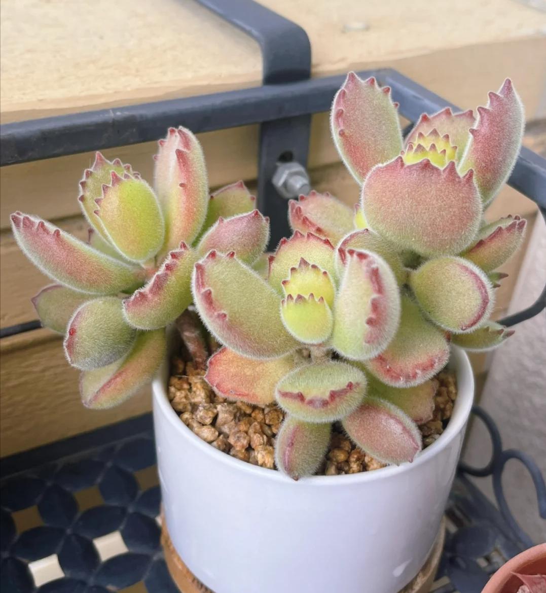 5 loại mọng nước đẹp thì đẹp thật… nhưng mang 5 loại mọng nước đẹp thì đẹp thật… nhưng mang