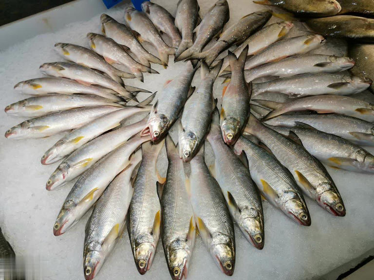 M&ugrave;a đ&ocirc;ng c&oacute; 4 loại c&aacute; 