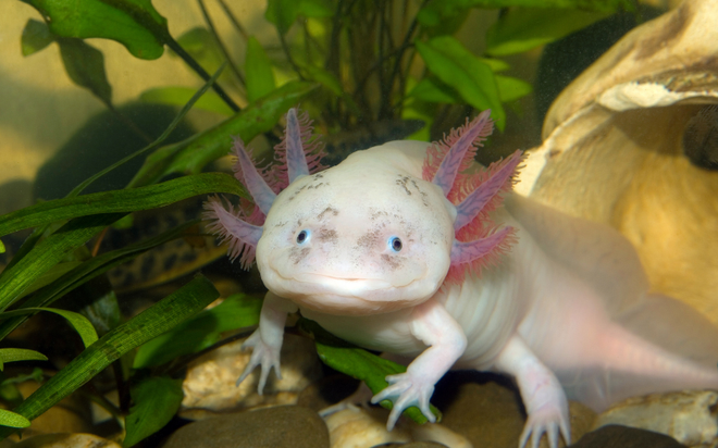 Tạo h&oacute;a chắc hẳn đ&atilde; 