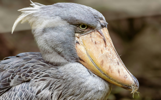 Tạo h&oacute;a chắc hẳn đ&atilde; 