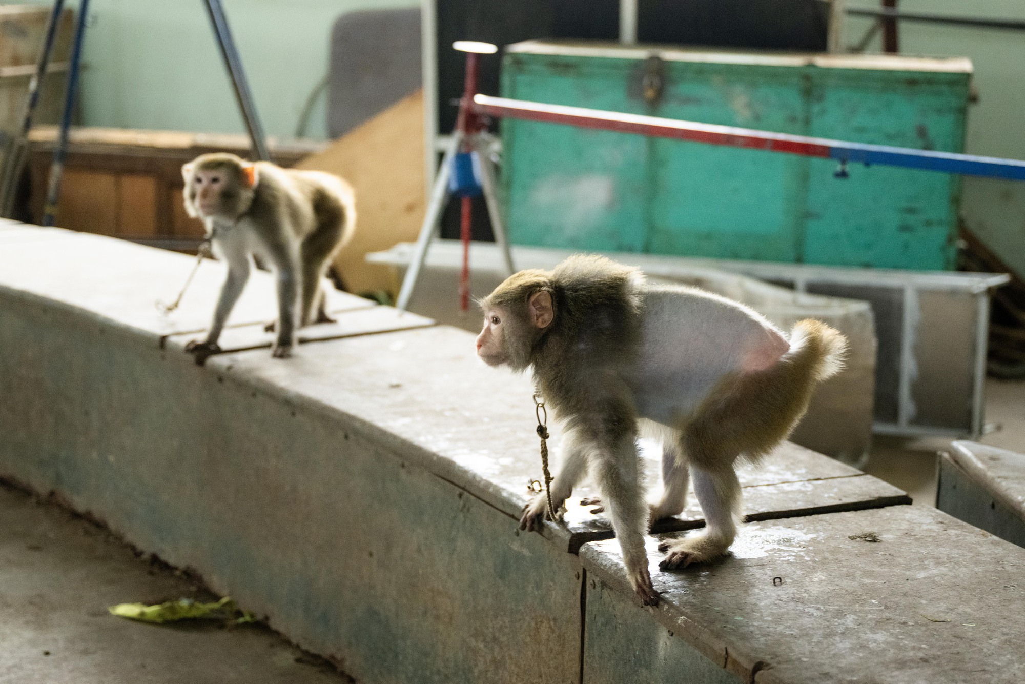 Đi thăm tr&acirc;u, khỉ, ngựa... giữa trung t&acirc;m Thủ đ&ocirc; v&agrave; nghe những chuyện thấy 