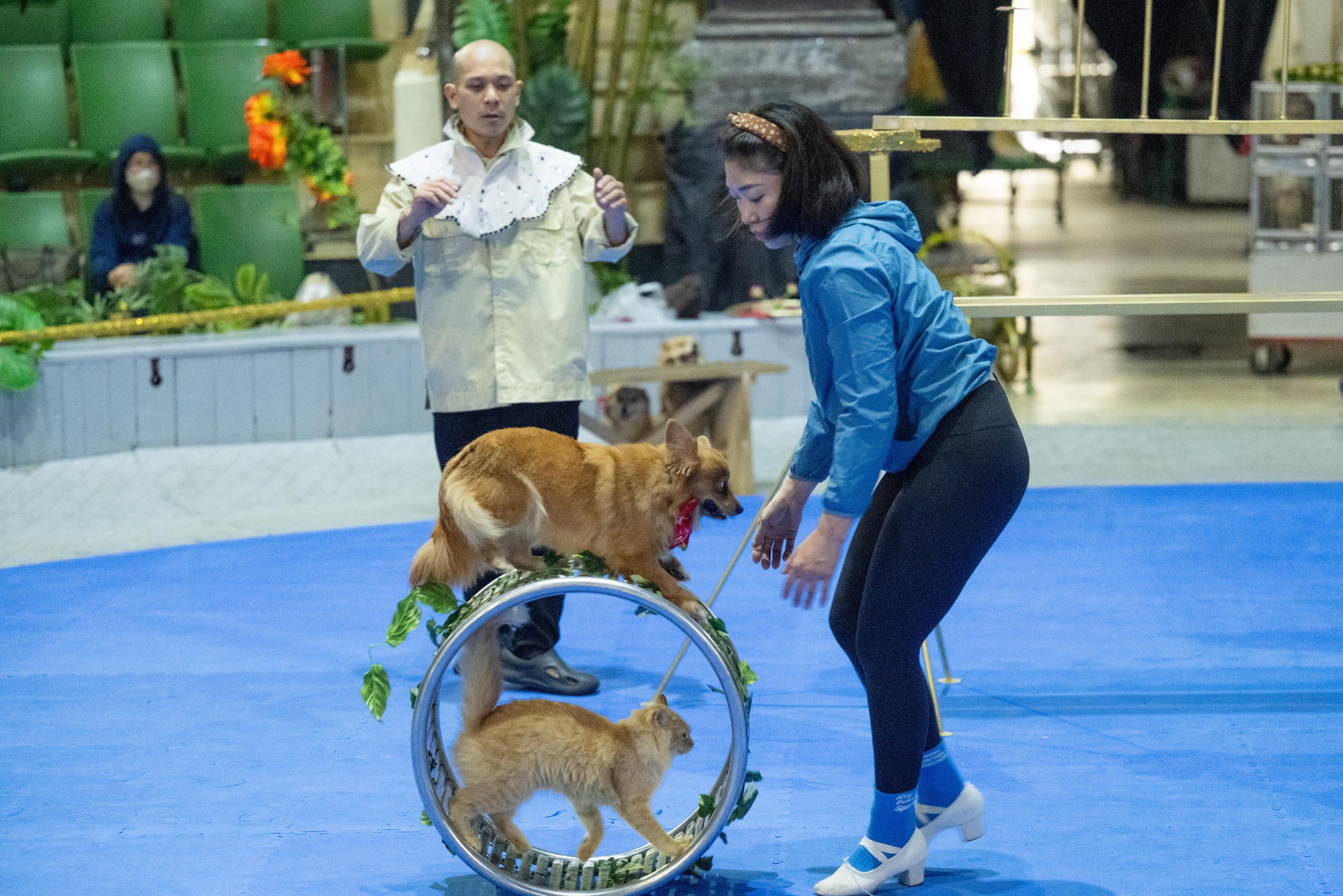 Đi thăm tr&acirc;u, khỉ, ngựa... giữa trung t&acirc;m Thủ đ&ocirc; v&agrave; nghe những chuyện thấy 