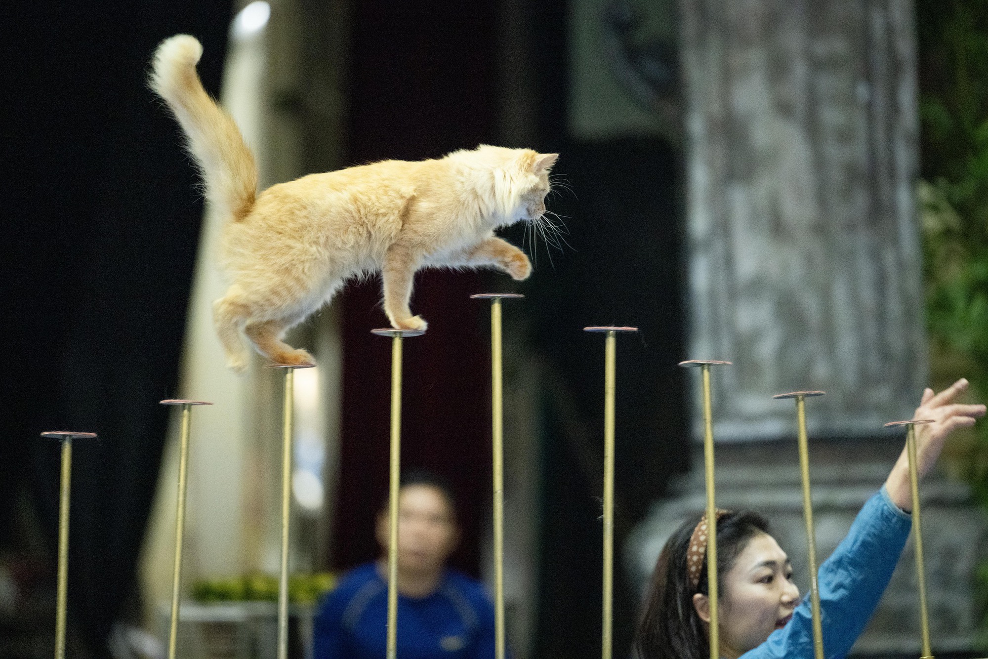 Đi thăm tr&acirc;u, khỉ, ngựa... giữa trung t&acirc;m Thủ đ&ocirc; v&agrave; nghe những chuyện thấy 