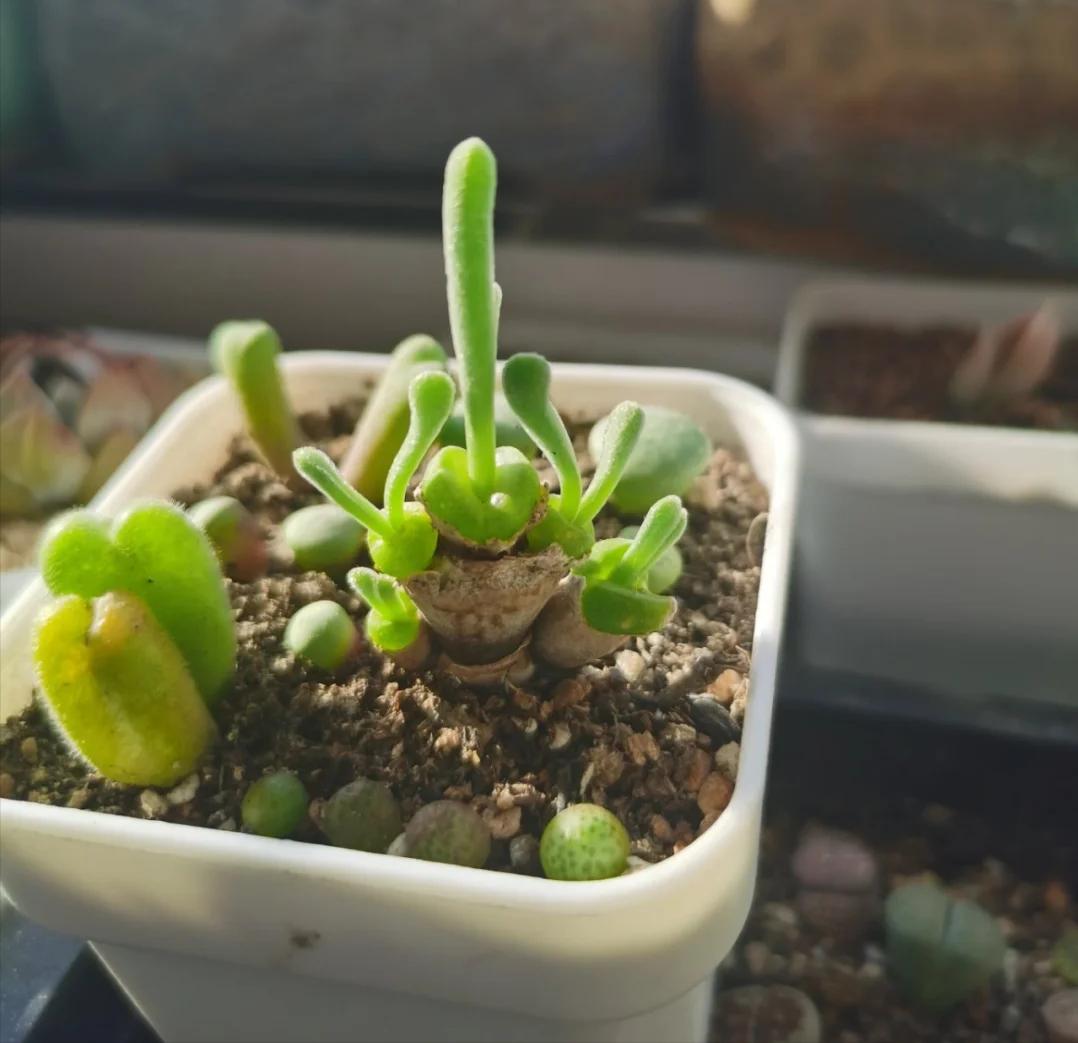 5 loại mọng nước đẹp thì đẹp thật… nhưng mang 5 loại mọng nước đẹp thì đẹp thật… nhưng mang