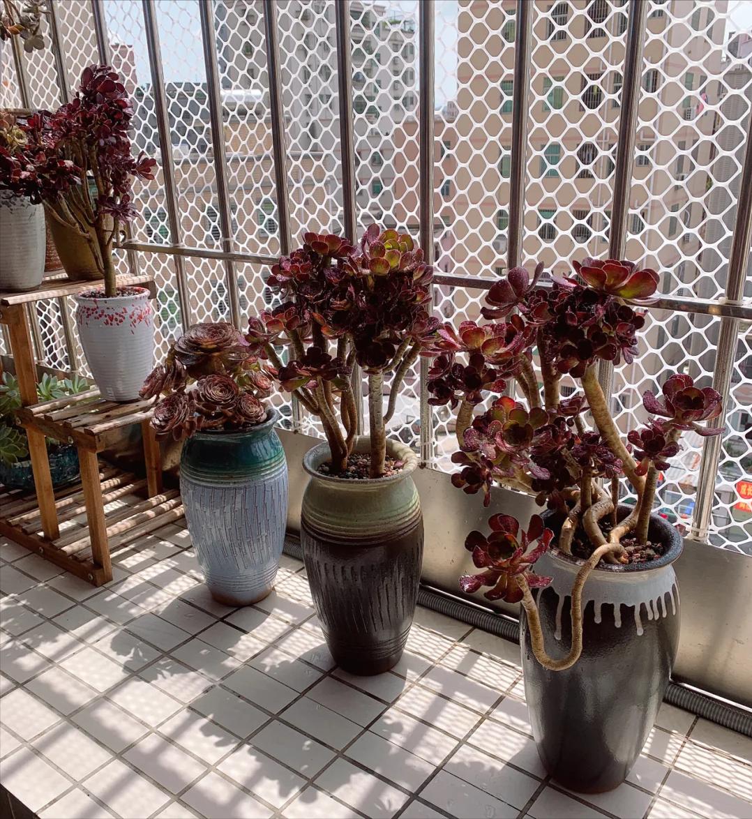 5 loại mọng nước đẹp thì đẹp thật… nhưng mang 5 loại mọng nước đẹp thì đẹp thật… nhưng mang