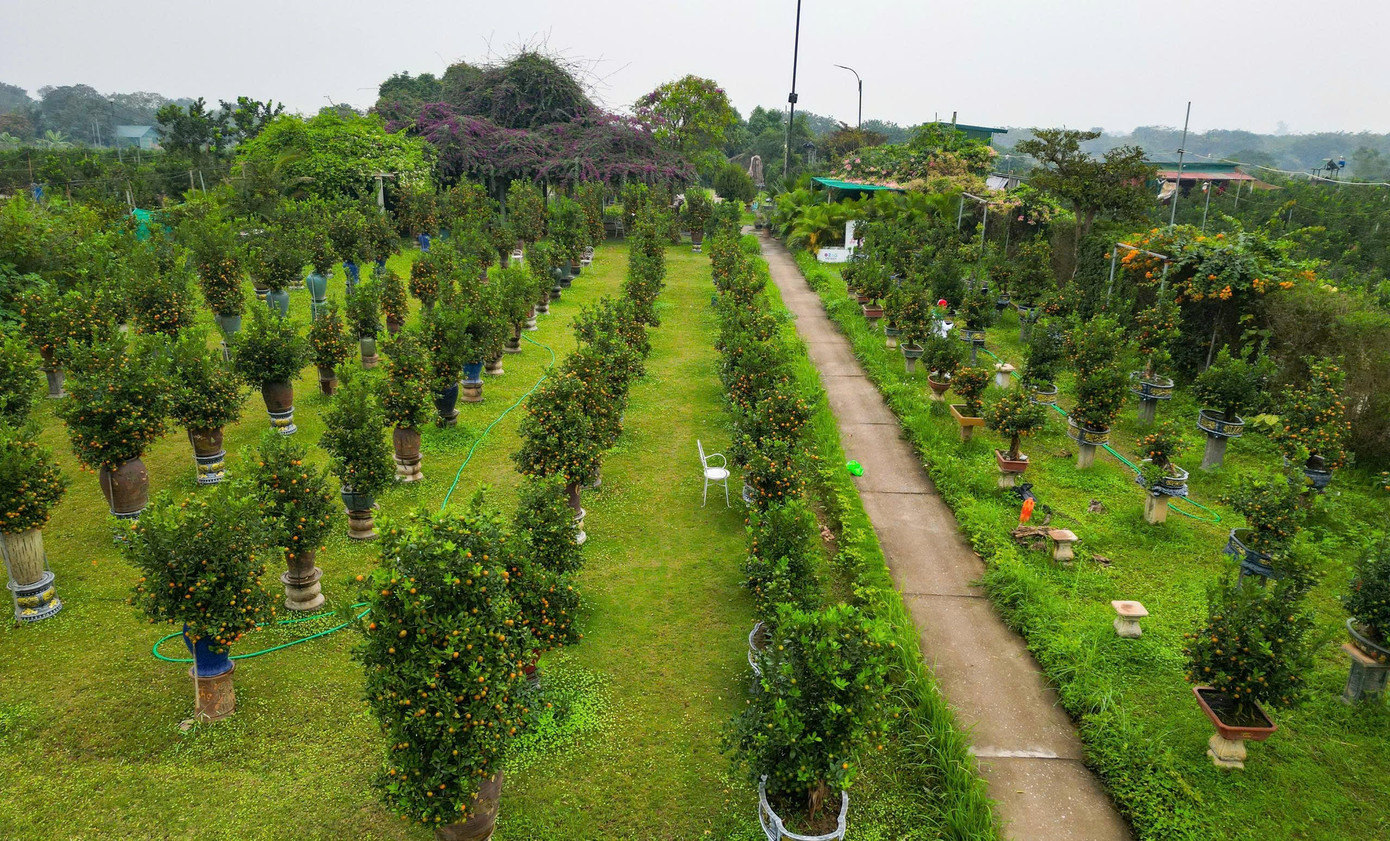 Ngắm vườn quất mộc căn thế 'độc' tại l&agrave;ng ven s&ocirc;ng H&agrave; Nội- Ảnh 2.