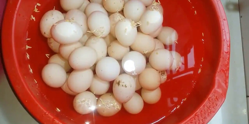 C&oacute; n&ecirc;n rửa trứng rồi mới cất tủ lạnh kh&ocirc;ng? Th&igrave; ra rất nhiều người l&agrave;m ngược- Ảnh 3.