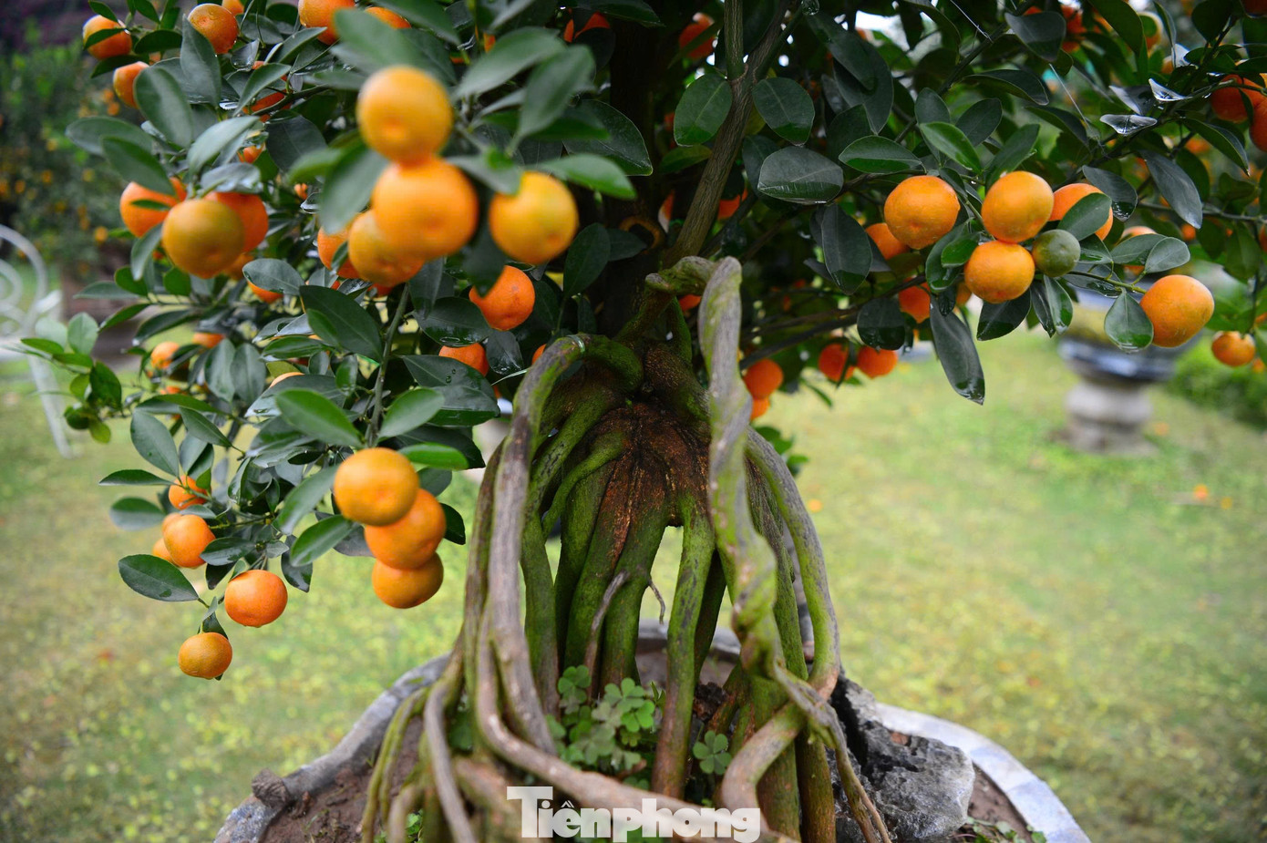 Ngắm vườn quất mộc căn thế 'độc' tại l&agrave;ng ven s&ocirc;ng H&agrave; Nội- Ảnh 11.