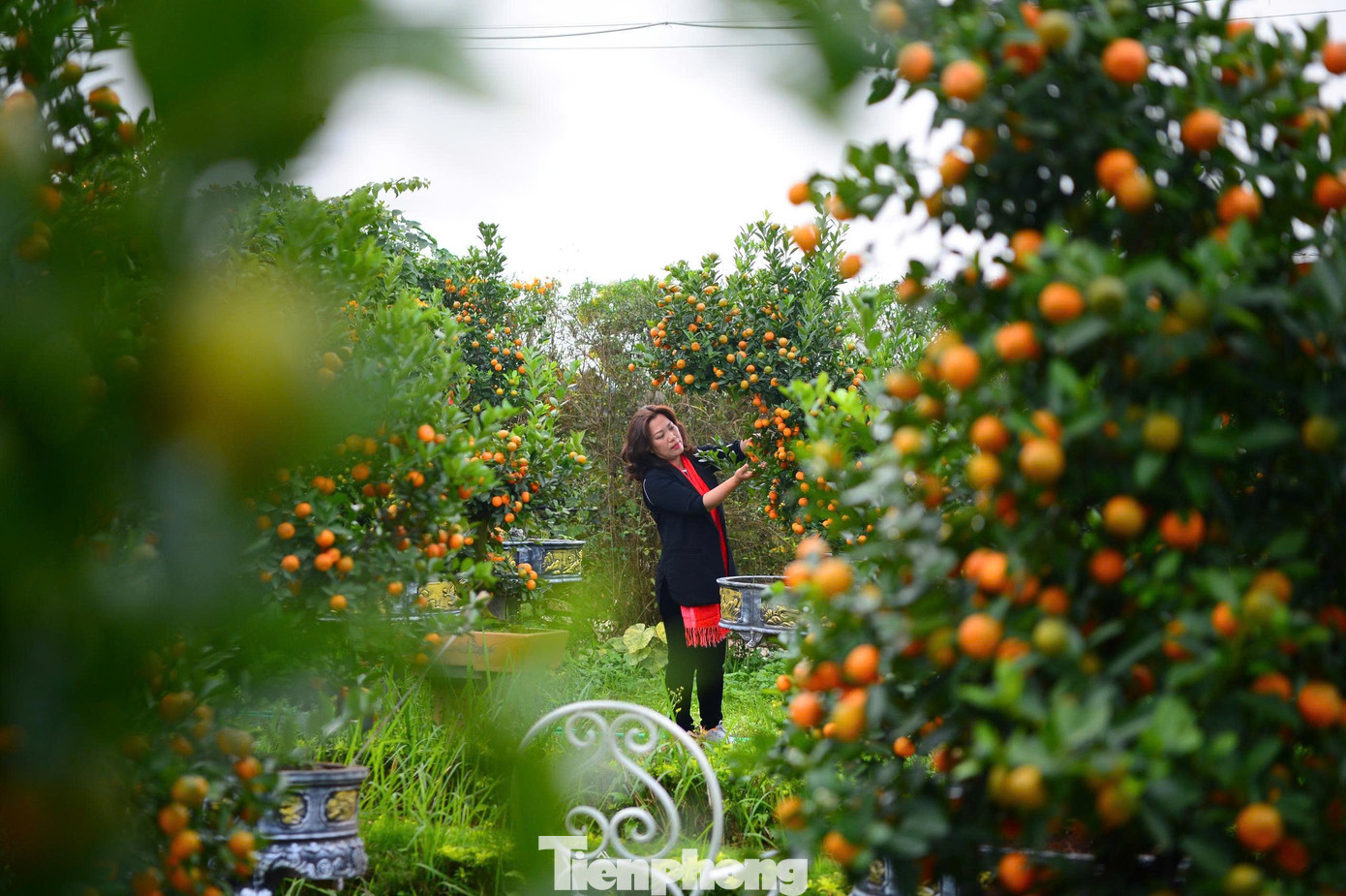 Ngắm vườn quất mộc căn thế 'độc' tại l&agrave;ng ven s&ocirc;ng H&agrave; Nội- Ảnh 8.