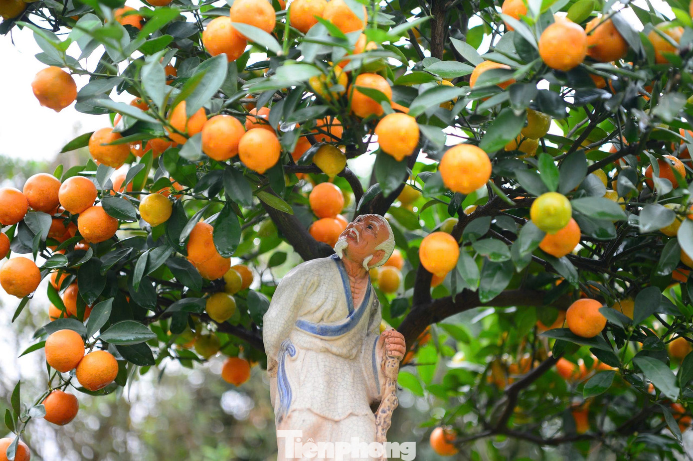 Ngắm vườn quất mộc căn thế 'độc' tại l&agrave;ng ven s&ocirc;ng H&agrave; Nội- Ảnh 12.