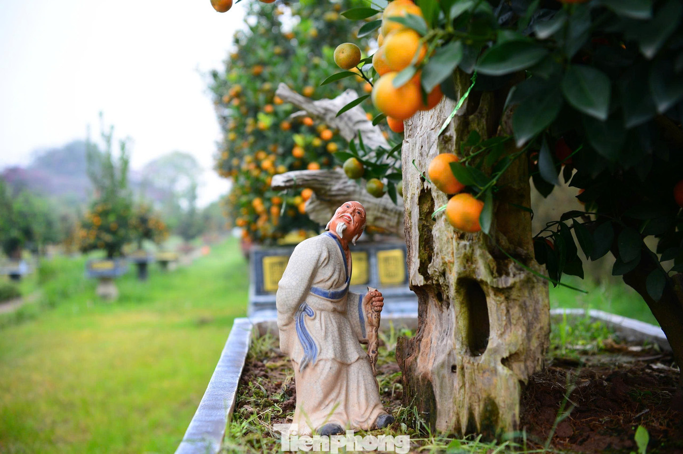 Ngắm vườn quất mộc căn thế 'độc' tại l&agrave;ng ven s&ocirc;ng H&agrave; Nội- Ảnh 13.