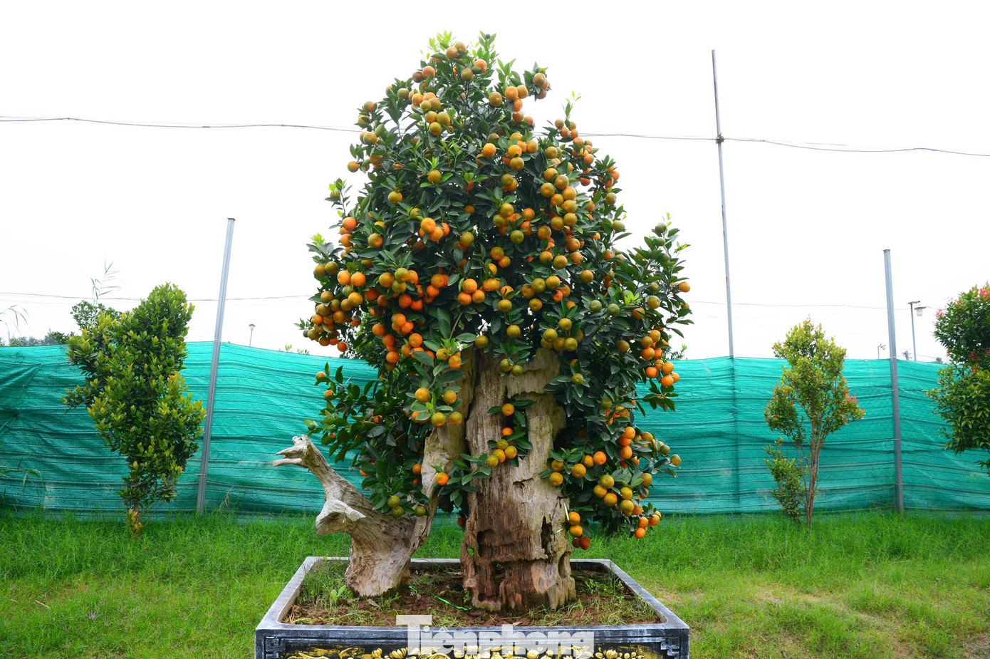 Ngắm vườn quất mộc căn thế 'độc' tại l&agrave;ng ven s&ocirc;ng H&agrave; Nội- Ảnh 17.