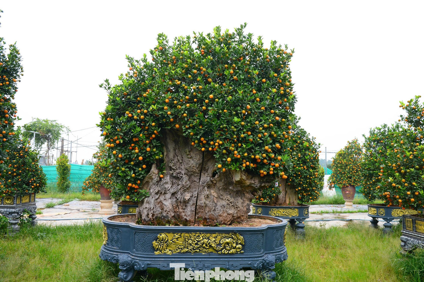 Ngắm vườn quất mộc căn thế 'độc' tại l&agrave;ng ven s&ocirc;ng H&agrave; Nội- Ảnh 15.