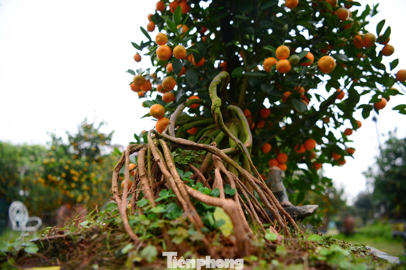 Ngắm vườn quất mộc căn thế 'độc' tại l&agrave;ng ven s&ocirc;ng H&agrave; Nội- Ảnh 9.