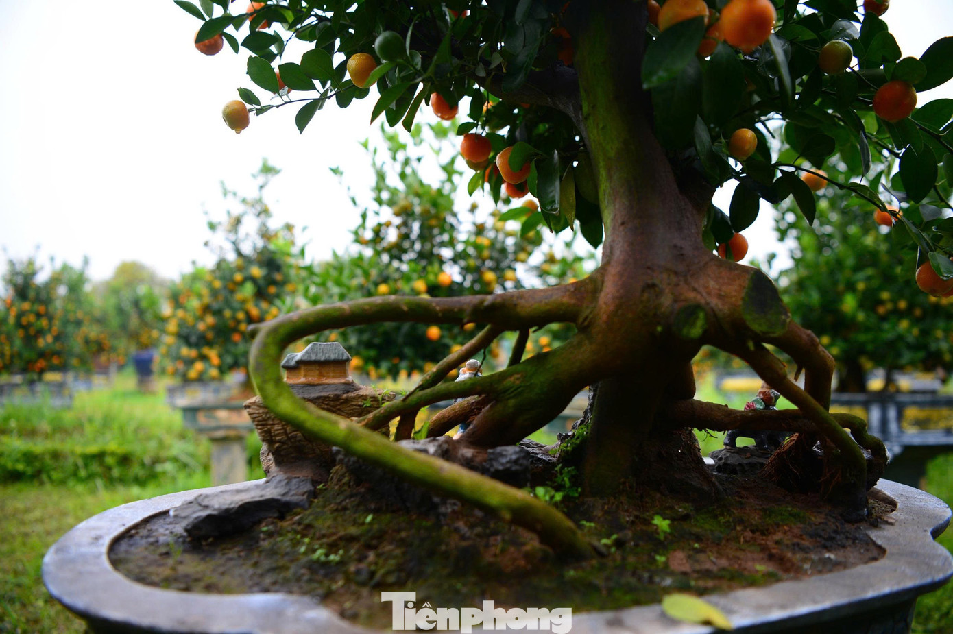 Ngắm vườn quất mộc căn thế 'độc' tại l&agrave;ng ven s&ocirc;ng H&agrave; Nội- Ảnh 10.