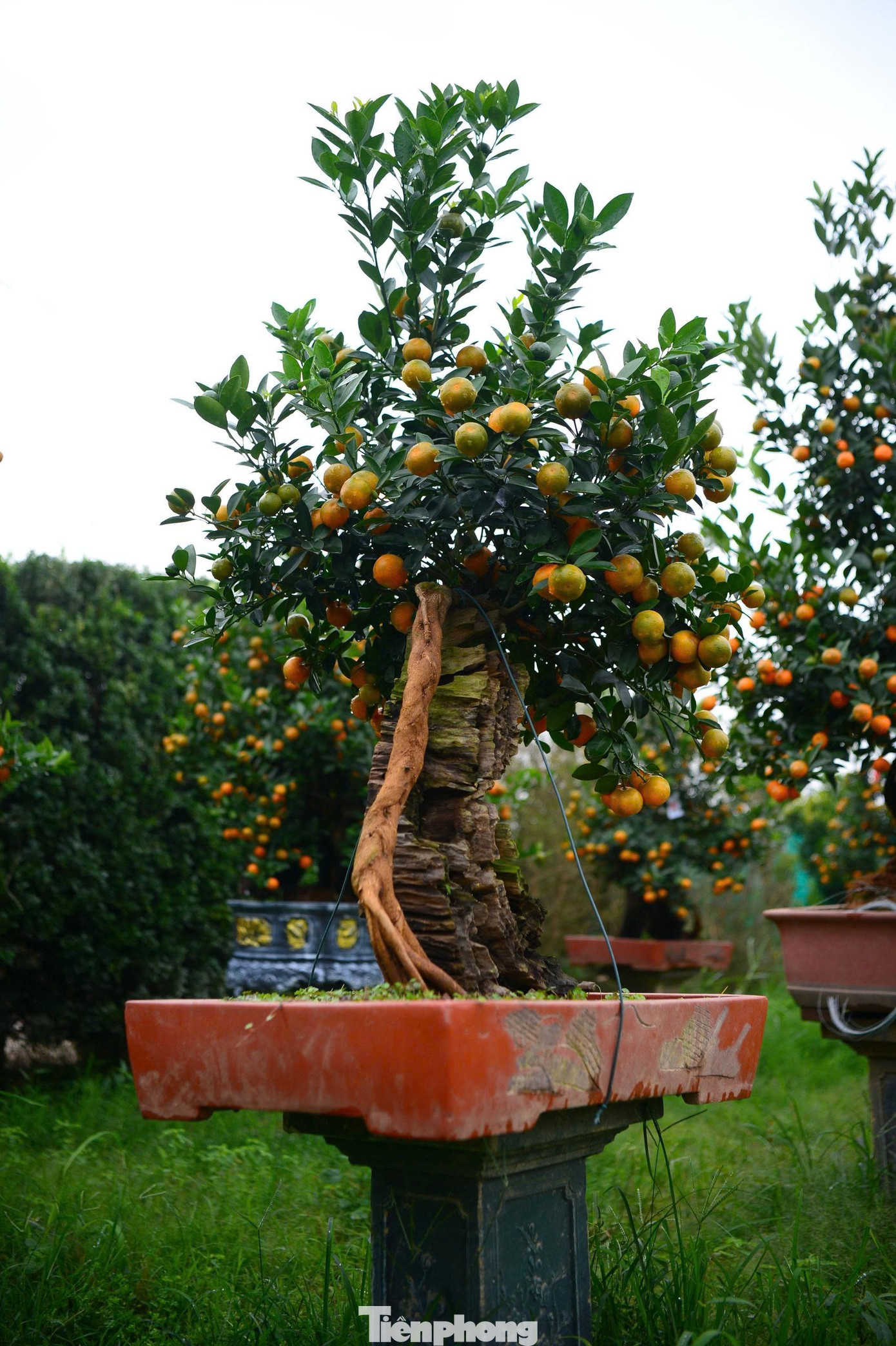 Ngắm vườn quất mộc căn thế 'độc' tại l&agrave;ng ven s&ocirc;ng H&agrave; Nội- Ảnh 7.