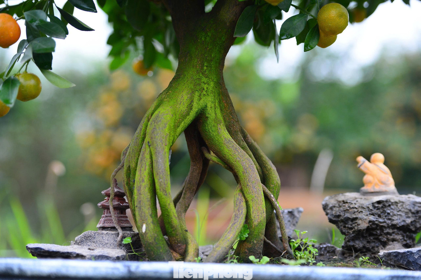 Ngắm vườn quất mộc căn thế 'độc' tại l&agrave;ng ven s&ocirc;ng H&agrave; Nội- Ảnh 14.