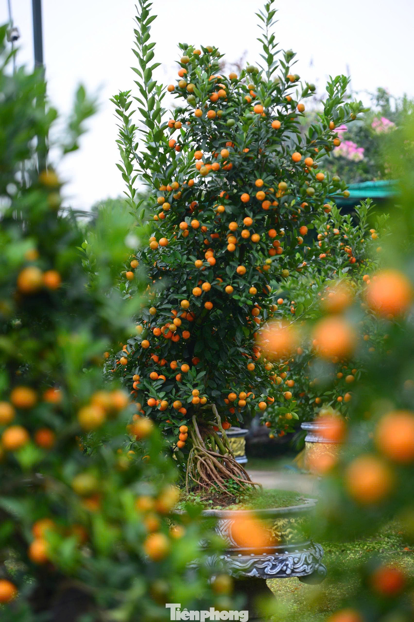 Ngắm vườn quất mộc căn thế 'độc' tại l&agrave;ng ven s&ocirc;ng H&agrave; Nội- Ảnh 6.