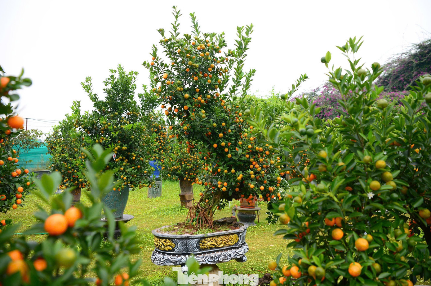 Ngắm vườn quất mộc căn thế 'độc' tại l&agrave;ng ven s&ocirc;ng H&agrave; Nội- Ảnh 4.