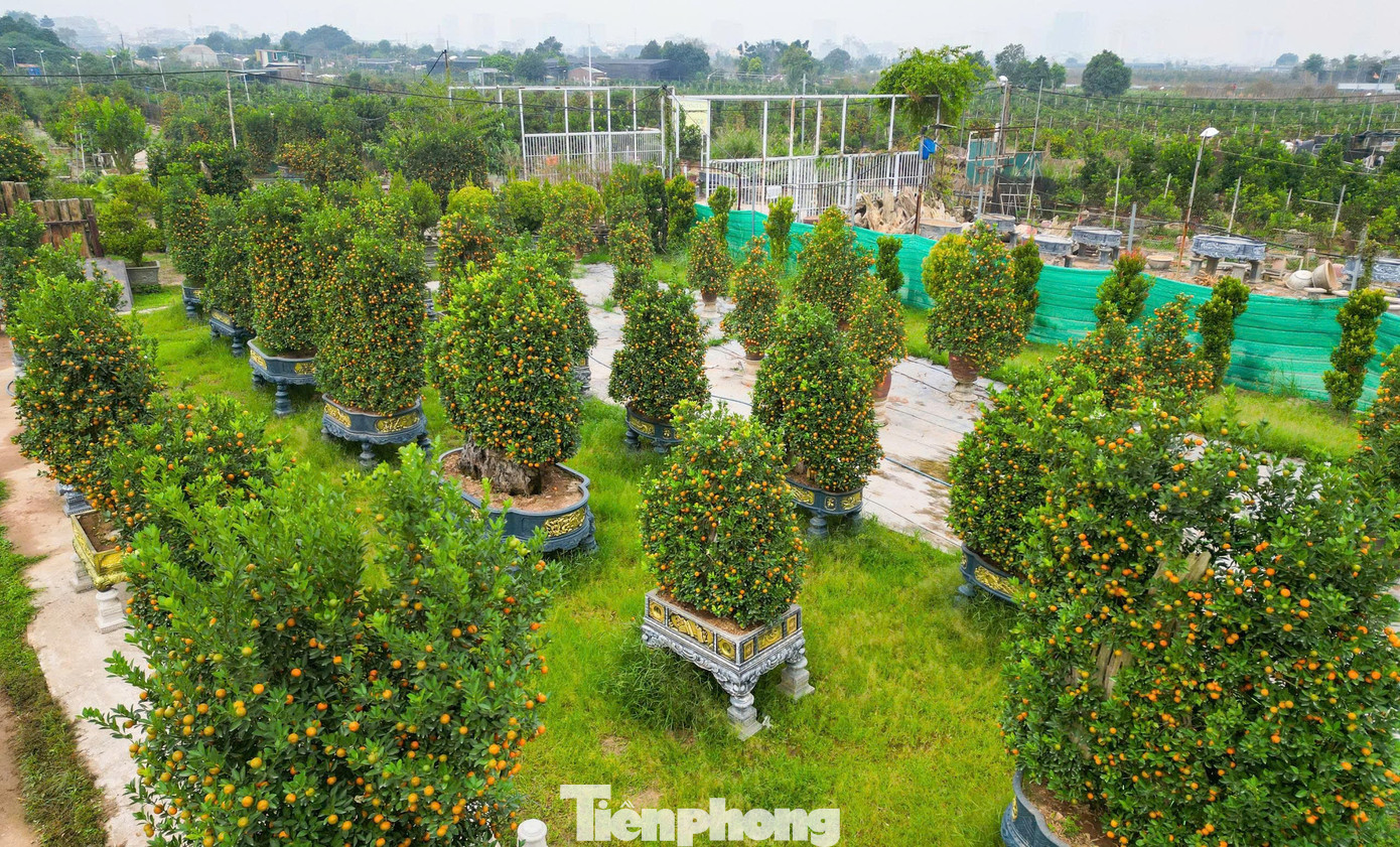 Ngắm vườn quất mộc căn thế 'độc' tại l&agrave;ng ven s&ocirc;ng H&agrave; Nội- Ảnh 18.