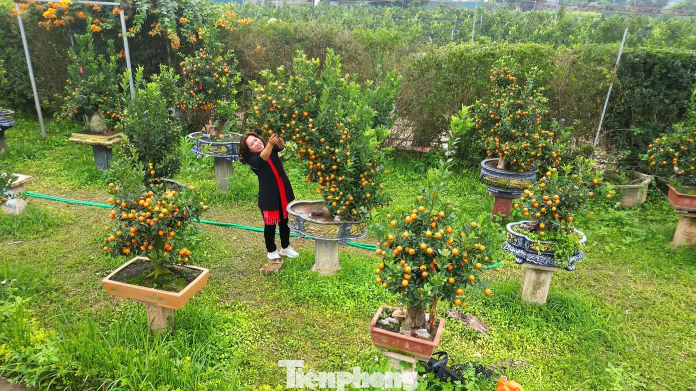 Ngắm vườn quất mộc căn thế 'độc' tại l&agrave;ng ven s&ocirc;ng H&agrave; Nội- Ảnh 3.