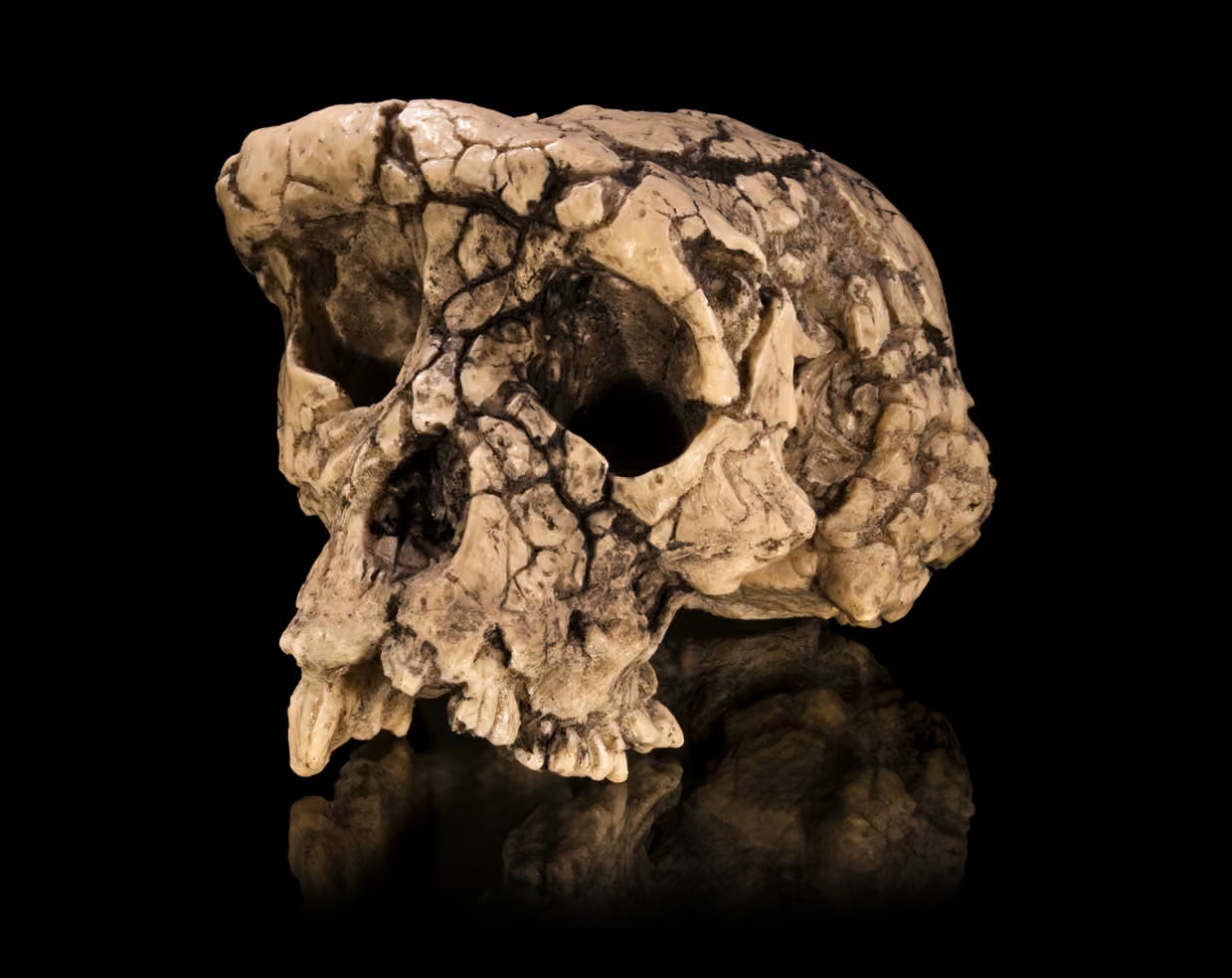 H&agrave;i cốt b&iacute; ẩn n&agrave;y c&oacute; thể l&agrave; tổ ti&ecirc;n sớm nhất của lo&agrave;i người- Ảnh 1.