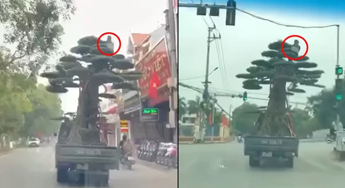 L&aacute;i xe chở người ngồi vắt vẻo tr&ecirc;n ngọn c&acirc;y cảnh bị phạt 39 triệu đồng- Ảnh 1.