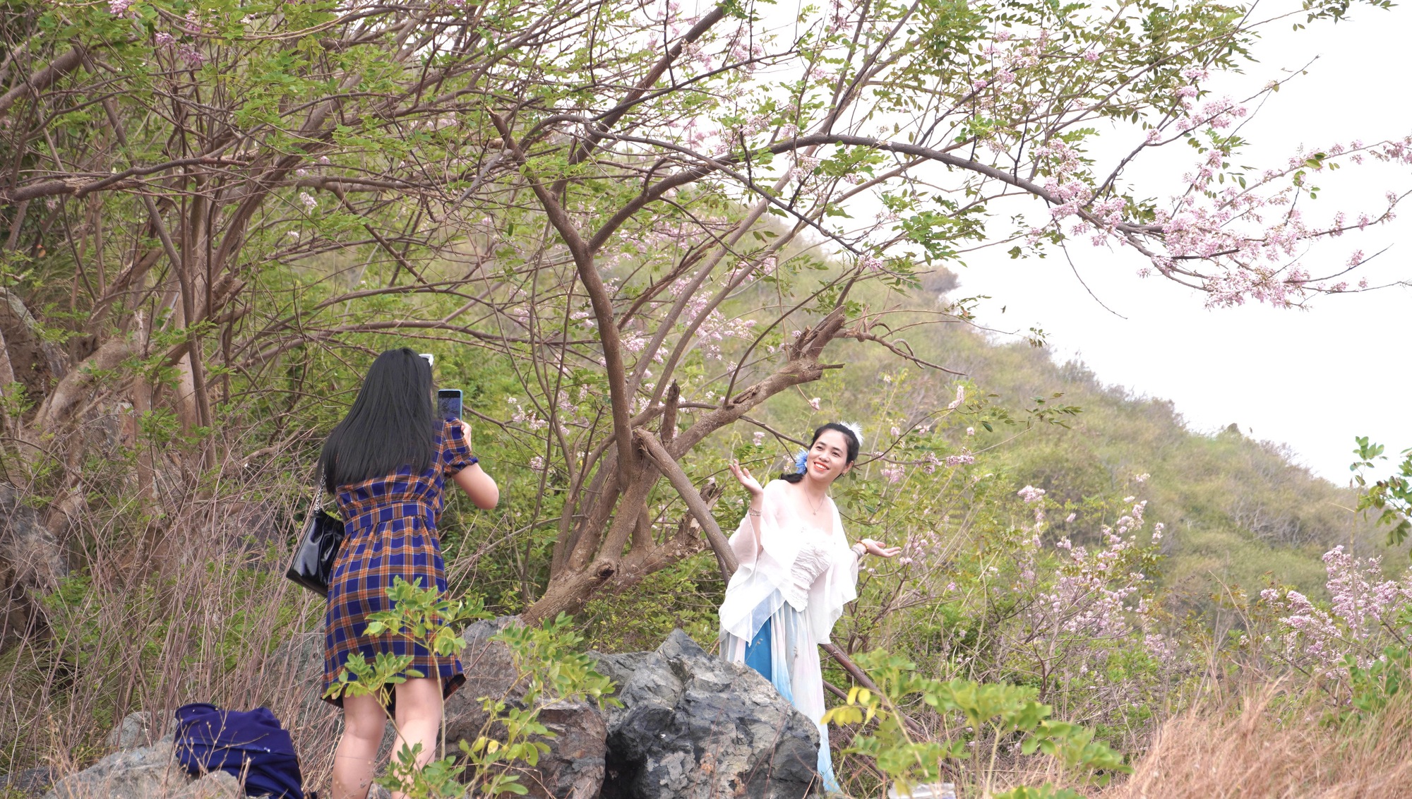 Hoa đỗ mai nở rộ hút hồn du khách đến với Vũng Tàu- Ảnh 4. Hoa đỗ mai nở rộ hút hồn du khách đến với Vũng Tàu- Ảnh 4.