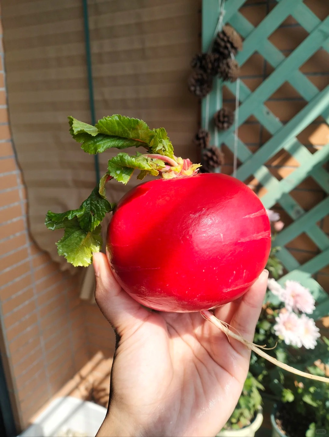 Trend lạ đ&oacute;n Tết: Ra chợ mua củ cải đỏ về cắm b&igrave;nh, ai ngờ th&agrave;nh chậu 