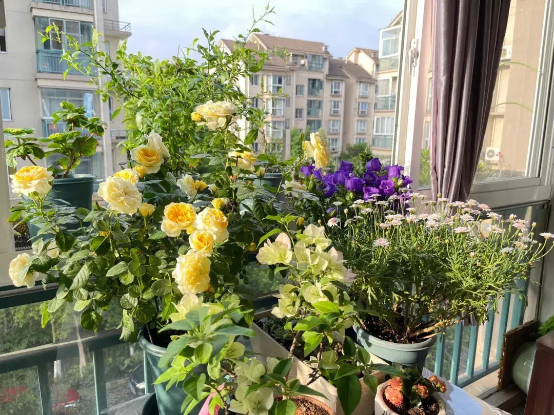 3 vị trí trong nhà thà để trống còn hơn trồng cây: Cây dễ chết, người uể oải- Ảnh 4. 3 vị trí trong nhà thà để trống còn hơn trồng cây: Cây dễ chết, người uể oải- Ảnh 4.