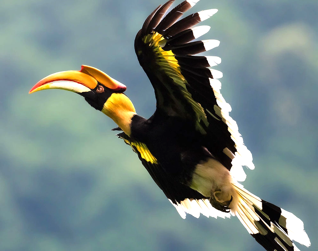 Chim Hồng Ho&agrave;ng hiếm gặp li&ecirc;n tục bay v&agrave;o nh&agrave; d&acirc;n ở TPHCM- Ảnh 2.