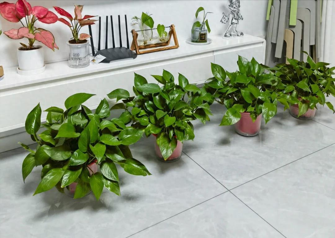 Nhiều người trồng hoa mà phạm đại kỵ: Có loại càng đẹp càng hút âm khí, mang vào nhà là vận suy ngay lập tức- Ảnh 1. Nhiều người trồng hoa mà phạm đại kỵ: Có loại càng đẹp càng hút âm khí, mang vào nhà là vận suy ngay lập tức- Ảnh 1.