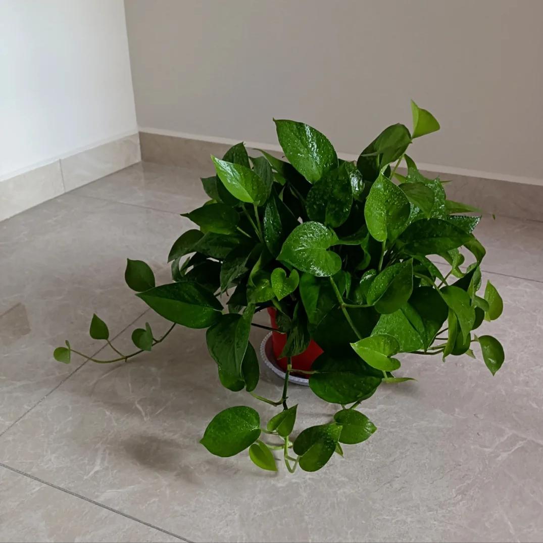 Nhiều người trồng hoa mà phạm đại kỵ: Có loại càng đẹp càng hút âm khí, mang vào nhà là vận suy ngay lập tức- Ảnh 2. Nhiều người trồng hoa mà phạm đại kỵ: Có loại càng đẹp càng hút âm khí, mang vào nhà là vận suy ngay lập tức- Ảnh 2.