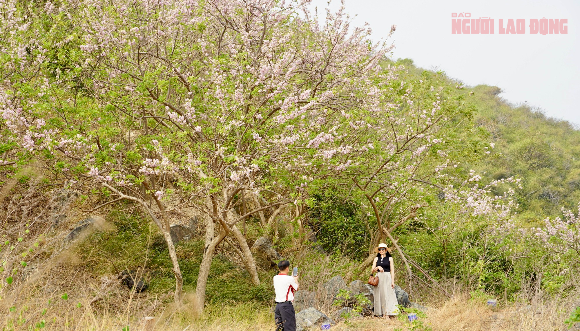 Hoa đỗ mai nở rộ hút hồn du khách đến với Vũng Tàu- Ảnh 1. Hoa đỗ mai nở rộ hút hồn du khách đến với Vũng Tàu- Ảnh 1.
