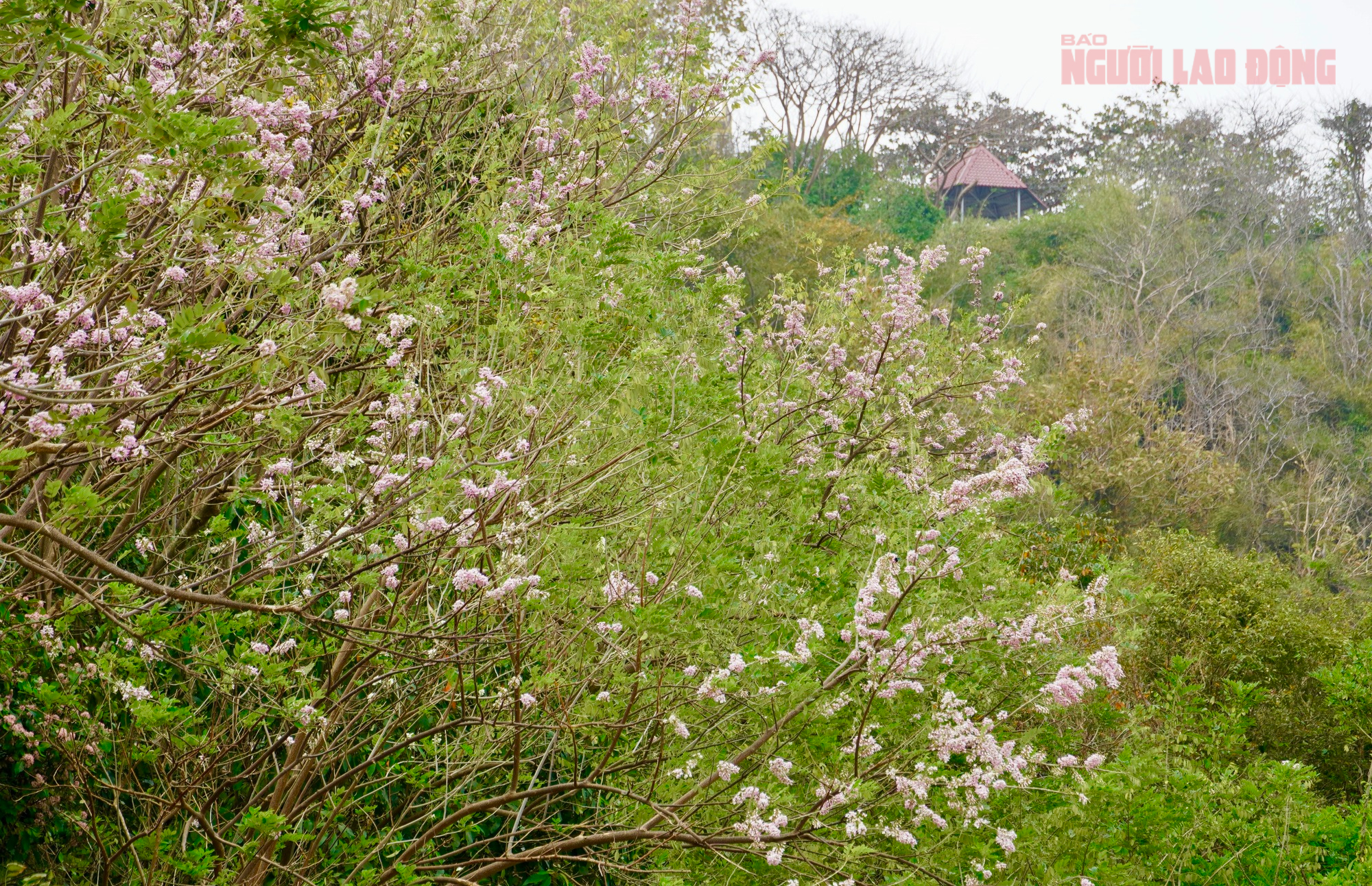 Hoa đỗ mai nở rộ hút hồn du khách đến với Vũng Tàu- Ảnh 2. Hoa đỗ mai nở rộ hút hồn du khách đến với Vũng Tàu- Ảnh 2.