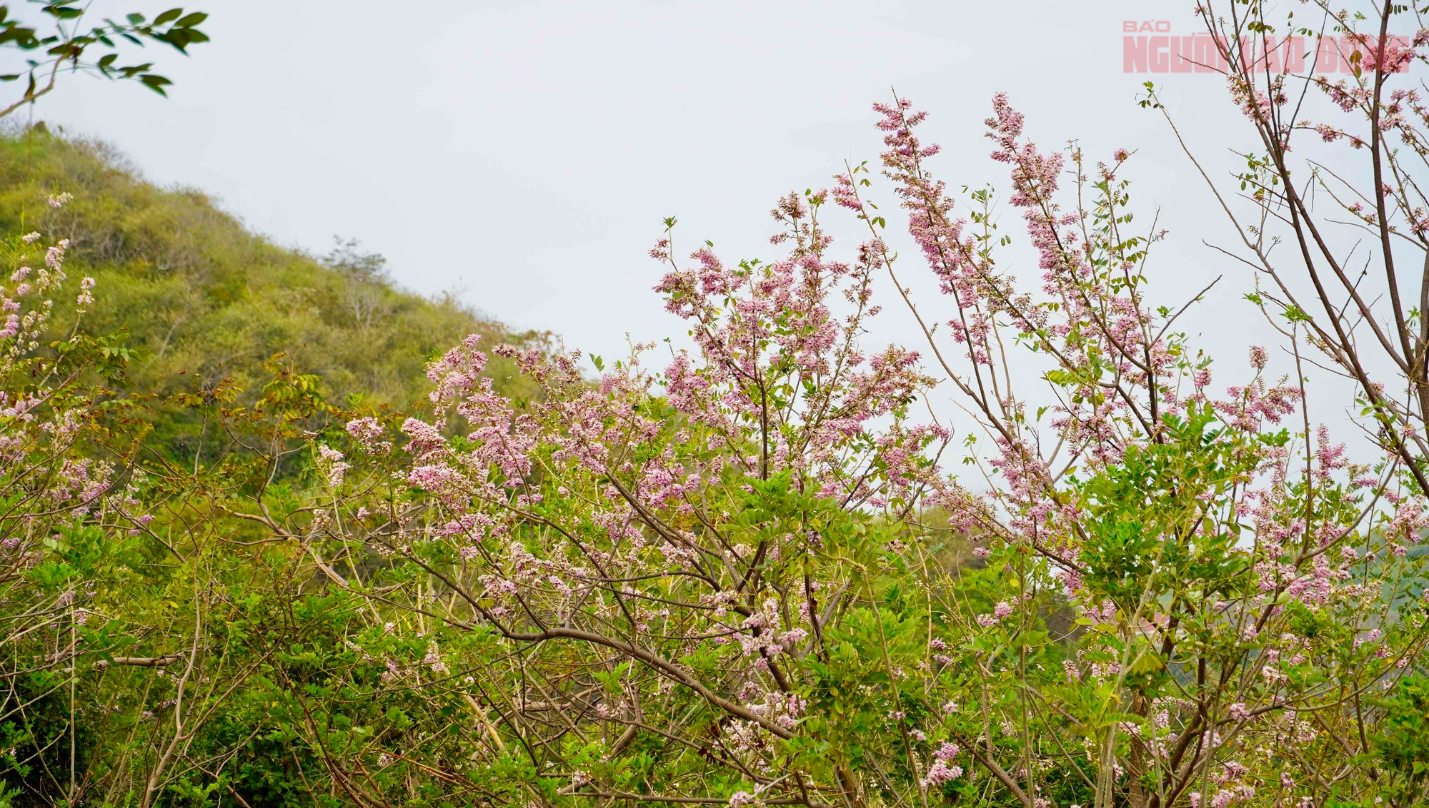 Hoa đỗ mai nở rộ hút hồn du khách đến với Vũng Tàu- Ảnh 3. Hoa đỗ mai nở rộ hút hồn du khách đến với Vũng Tàu- Ảnh 3.