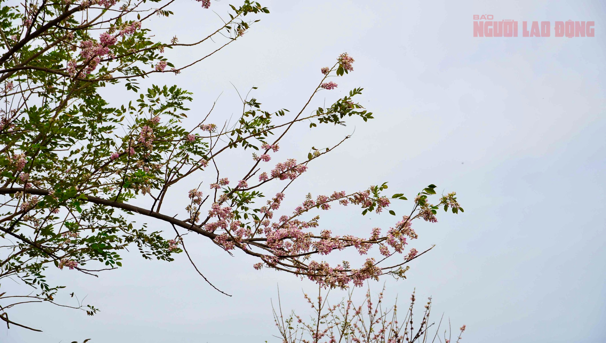 Hoa đỗ mai nở rộ hút hồn du khách đến với Vũng Tàu- Ảnh 5. Hoa đỗ mai nở rộ hút hồn du khách đến với Vũng Tàu- Ảnh 5.