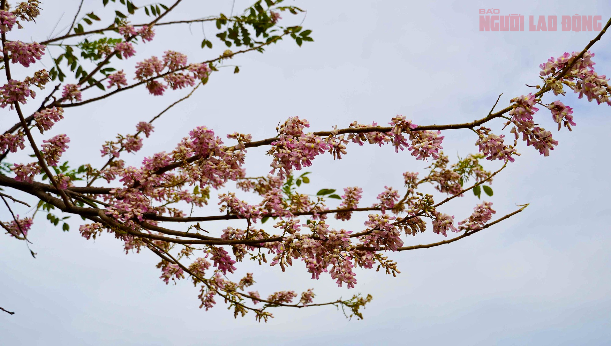 Hoa đỗ mai nở rộ hút hồn du khách đến với Vũng Tàu- Ảnh 6. Hoa đỗ mai nở rộ hút hồn du khách đến với Vũng Tàu- Ảnh 6.