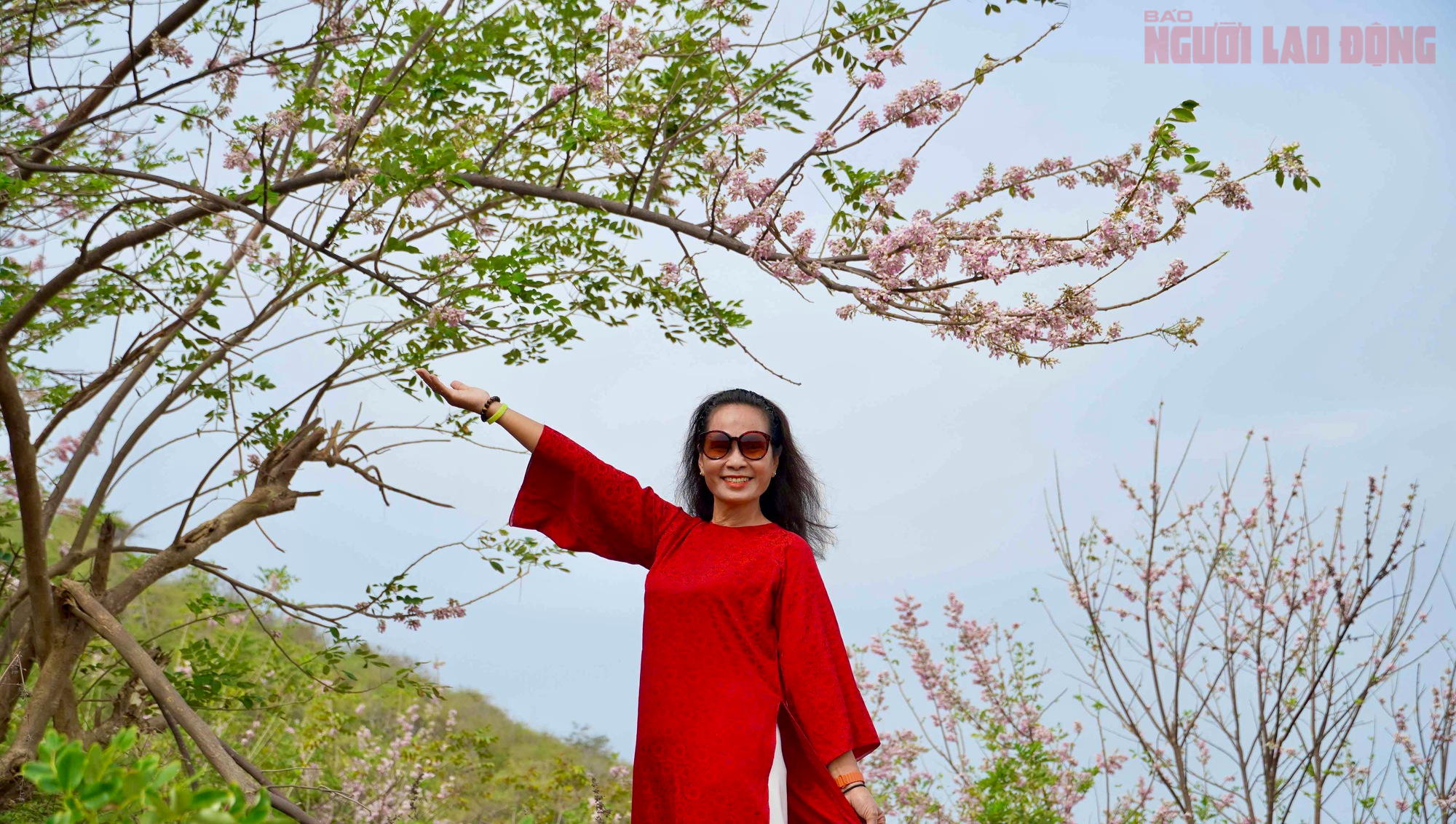 Hoa đỗ mai nở rộ hút hồn du khách đến với Vũng Tàu- Ảnh 10. Hoa đỗ mai nở rộ hút hồn du khách đến với Vũng Tàu- Ảnh 10.