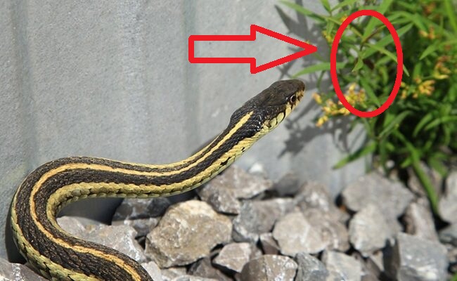 5 con đường dẫn rắn v&agrave;o nh&agrave;- Ảnh 1.